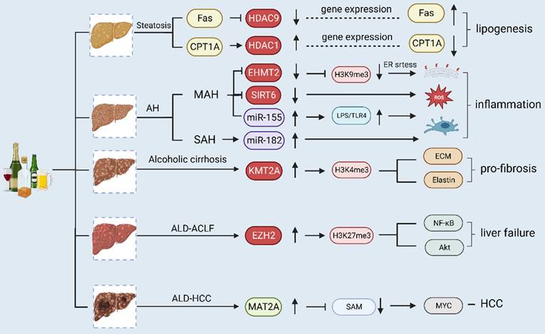 Int J Biol Sci Image