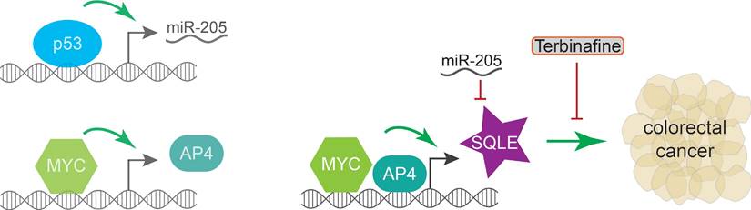 Int J Biol Sci Image