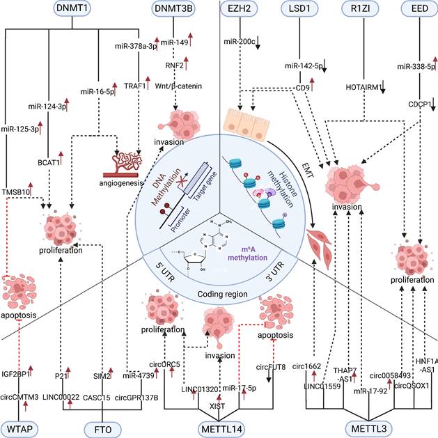 Int J Biol Sci Image