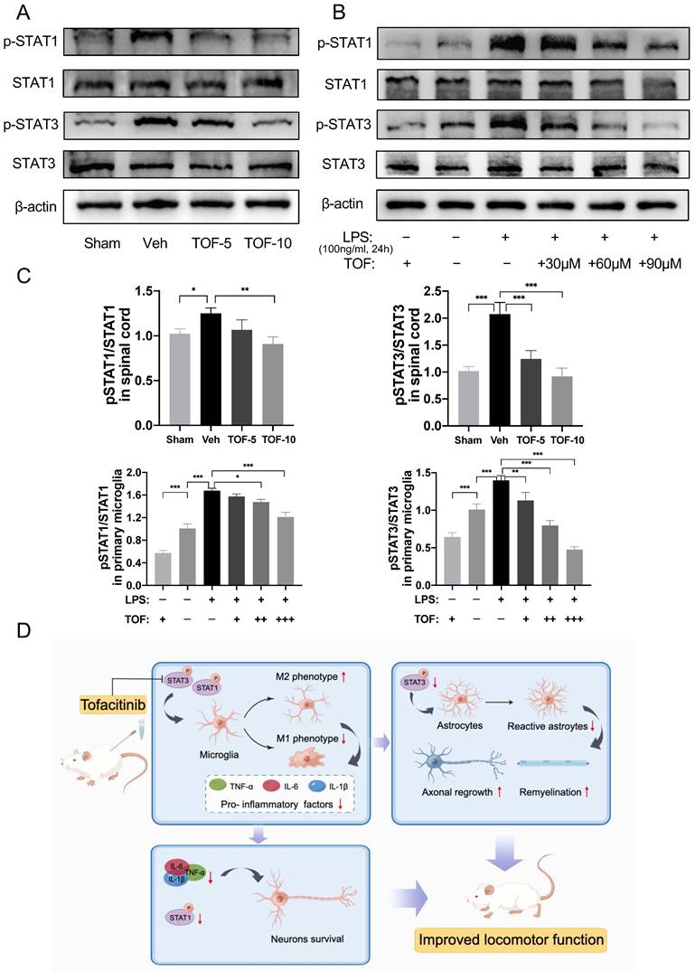 Int J Biol Sci Image