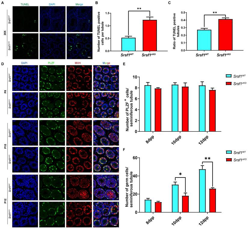 Int J Biol Sci Image