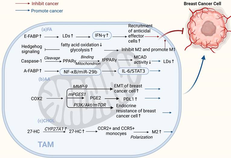 Int J Biol Sci Image