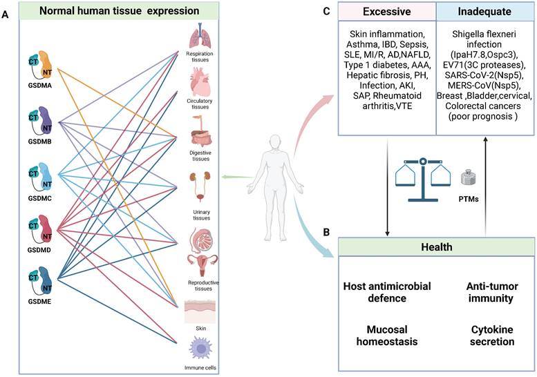 Int J Biol Sci Image