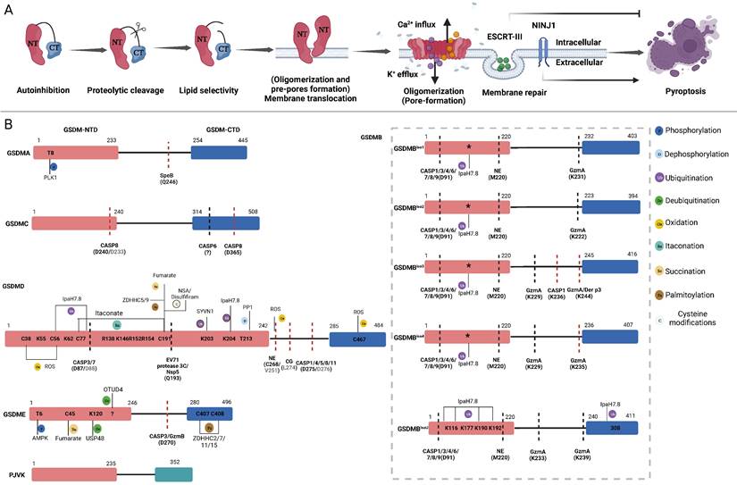 Int J Biol Sci Image