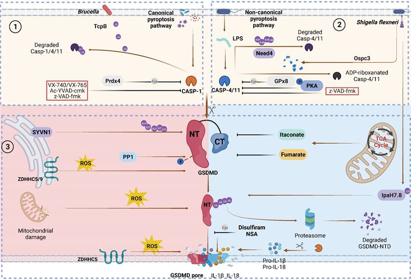 Int J Biol Sci Image