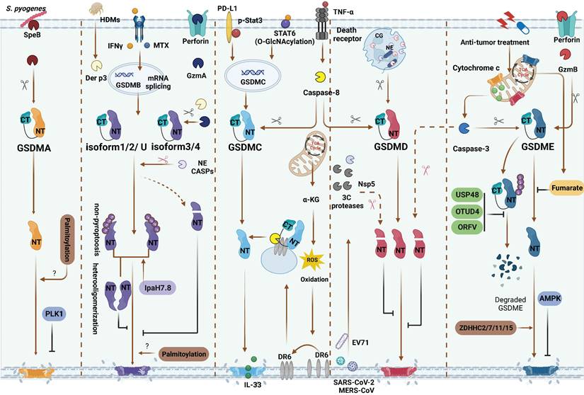 Int J Biol Sci Image