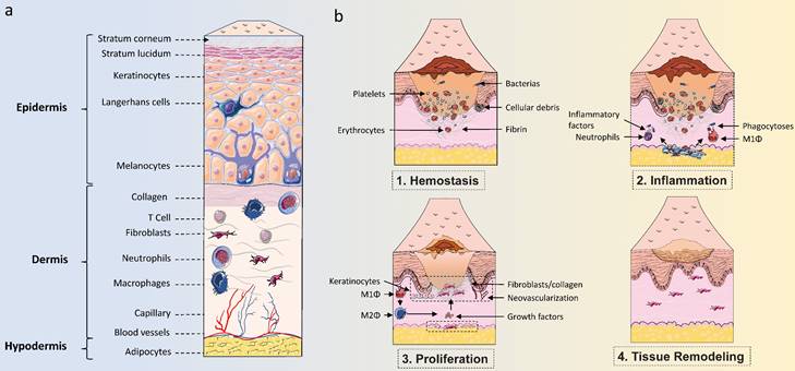 Int J Biol Sci Image