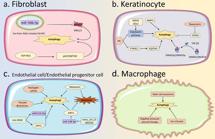 Int J Biol Sci Image