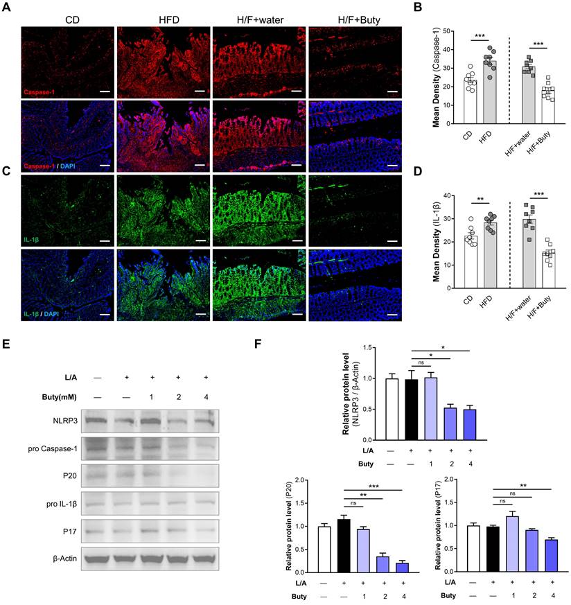 Int J Biol Sci Image