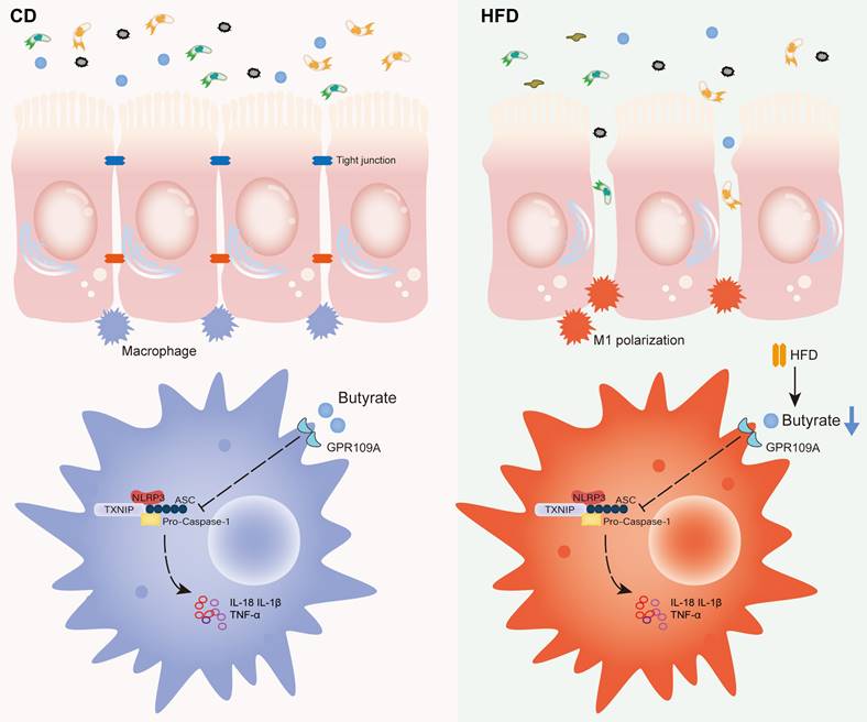 Int J Biol Sci Image