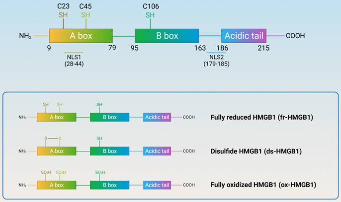 Int J Biol Sci Image