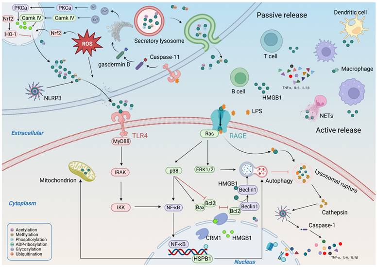 Int J Biol Sci Image