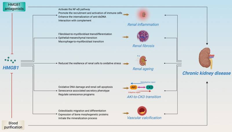 Int J Biol Sci Image