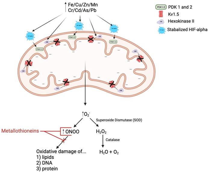 Int J Biol Sci Image