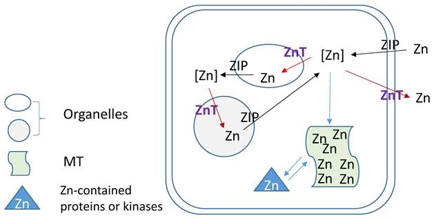 Int J Biol Sci Image