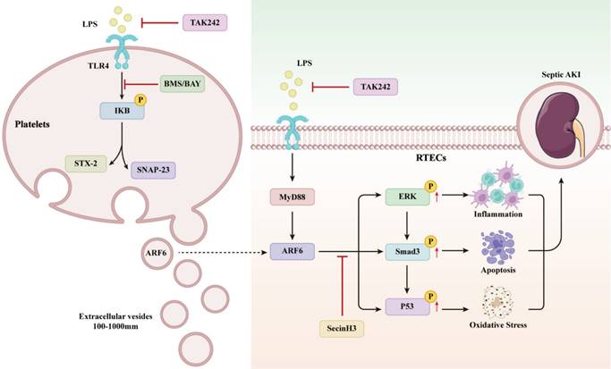 Int J Biol Sci Image