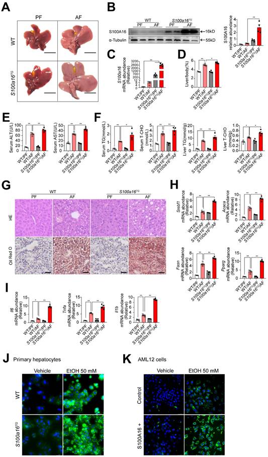 Int J Biol Sci Image