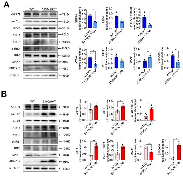 Int J Biol Sci Image