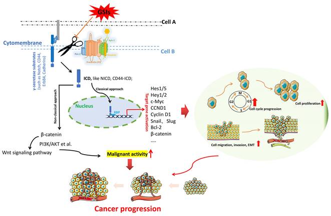 Int J Biol Sci Image