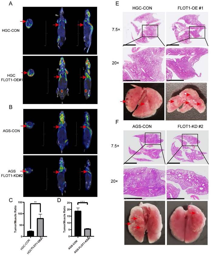 Int J Biol Sci Image