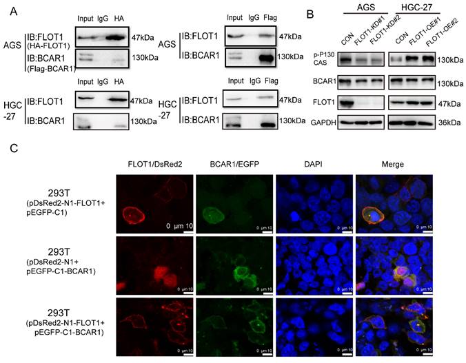 Int J Biol Sci Image