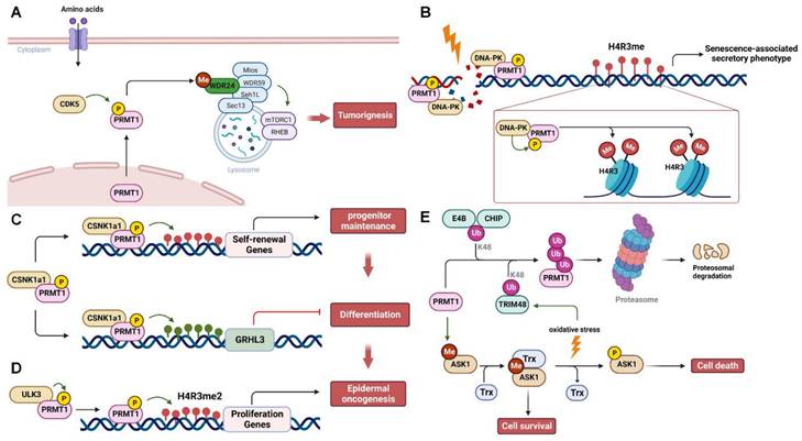 Int J Biol Sci Image