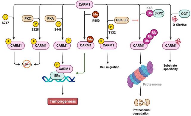 Int J Biol Sci Image