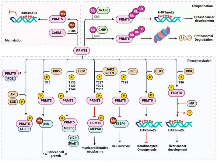 Int J Biol Sci Image