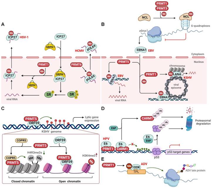 Int J Biol Sci Image