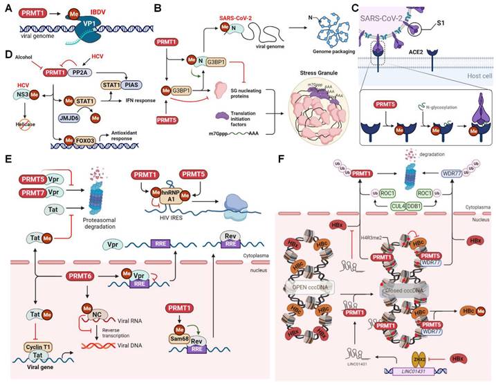 Int J Biol Sci Image