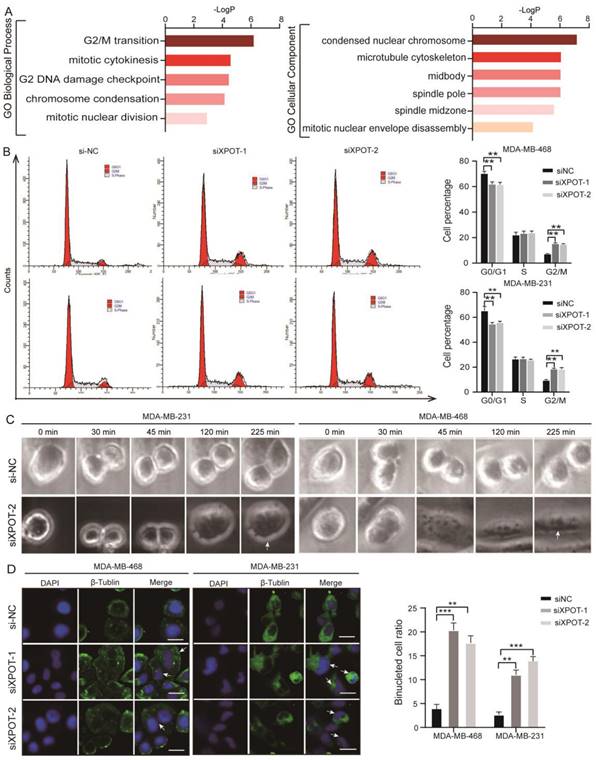 Int J Biol Sci Image