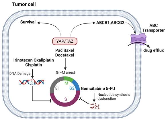 Int J Biol Sci Image