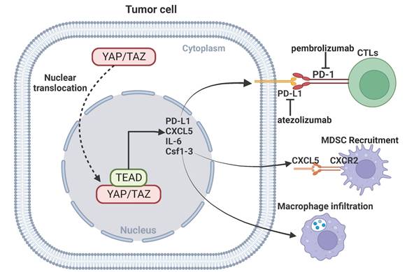 Int J Biol Sci Image