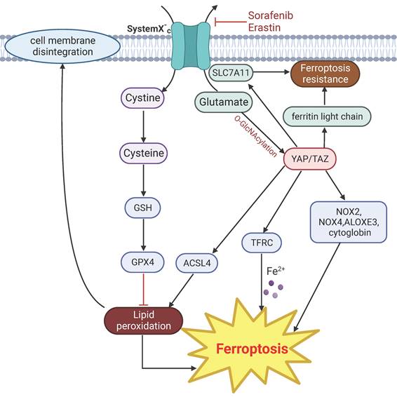 Int J Biol Sci Image