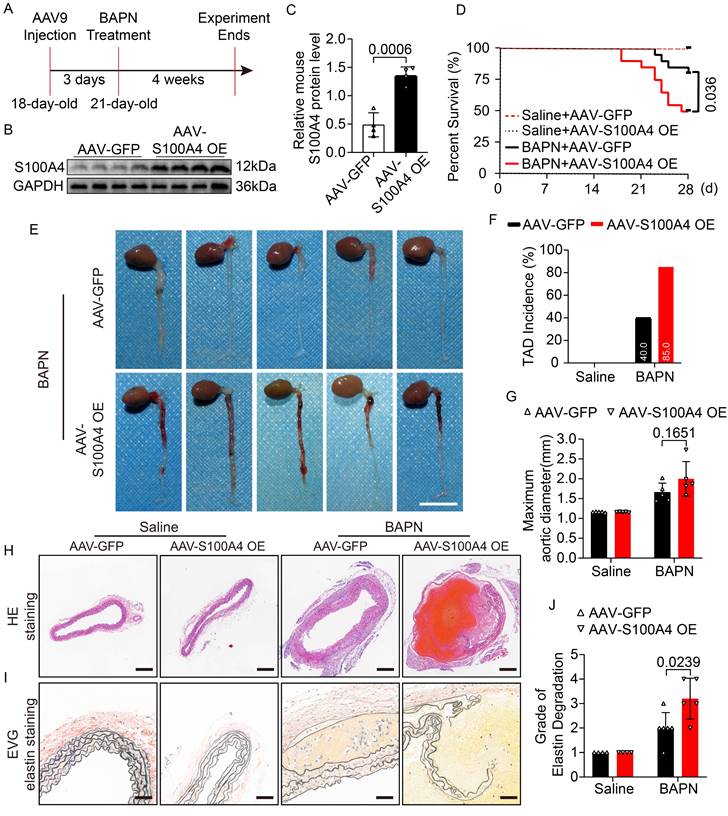 Int J Biol Sci Image