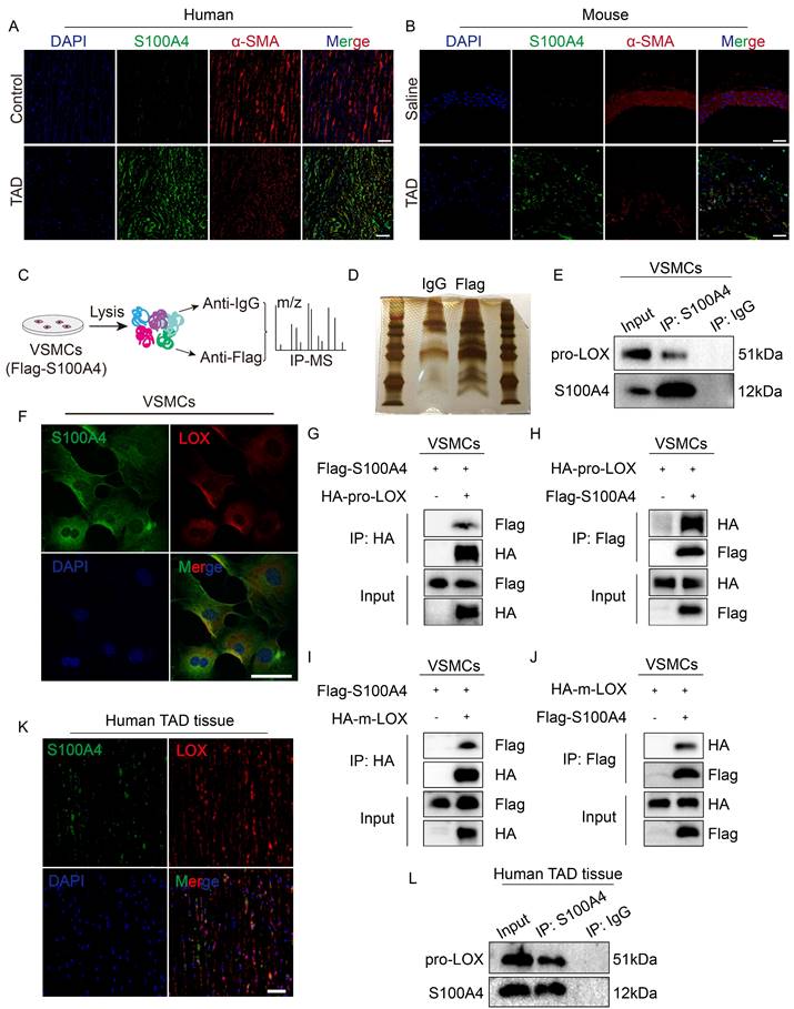 Int J Biol Sci Image