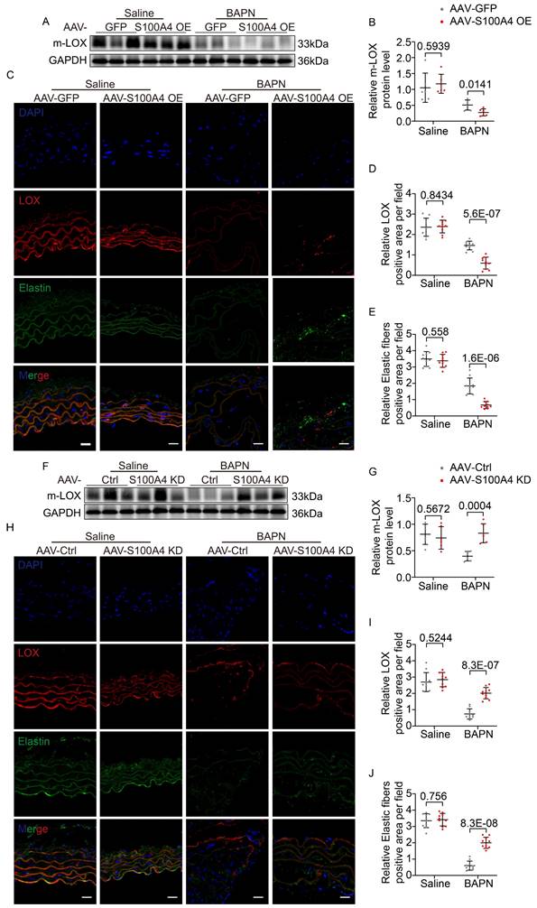 Int J Biol Sci Image