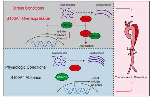 Int J Biol Sci Image