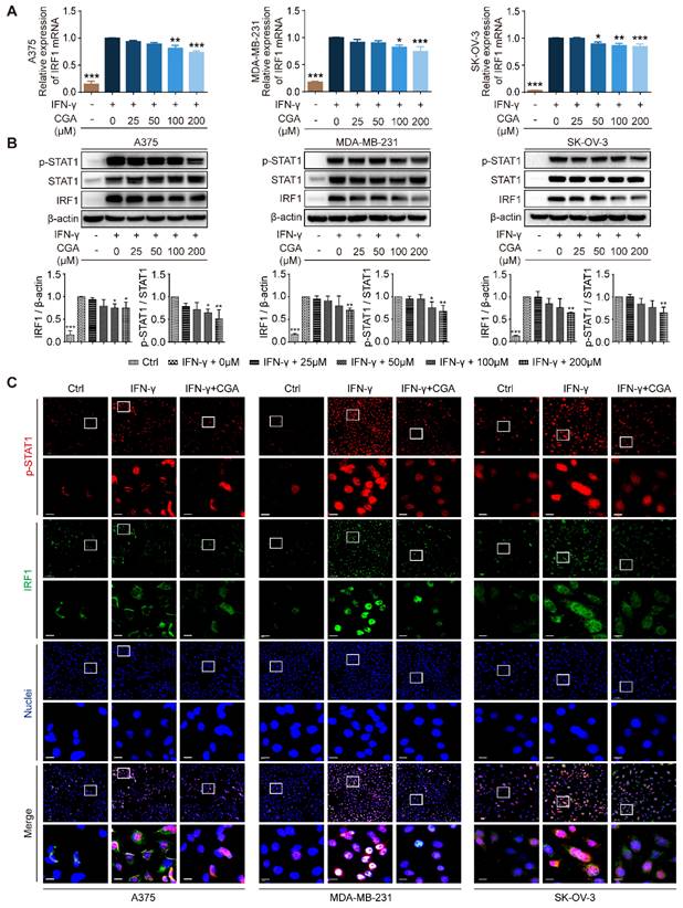 Int J Biol Sci Image