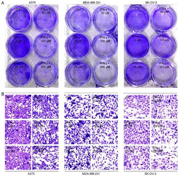 Int J Biol Sci Image