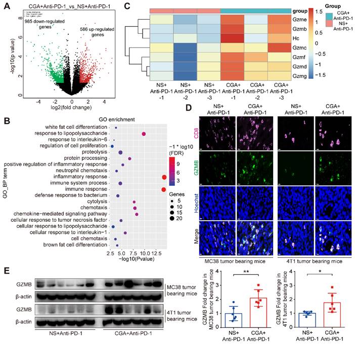 Int J Biol Sci Image