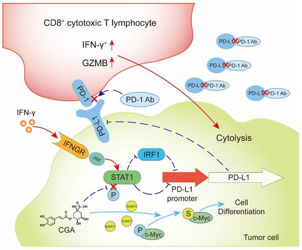 Int J Biol Sci Image