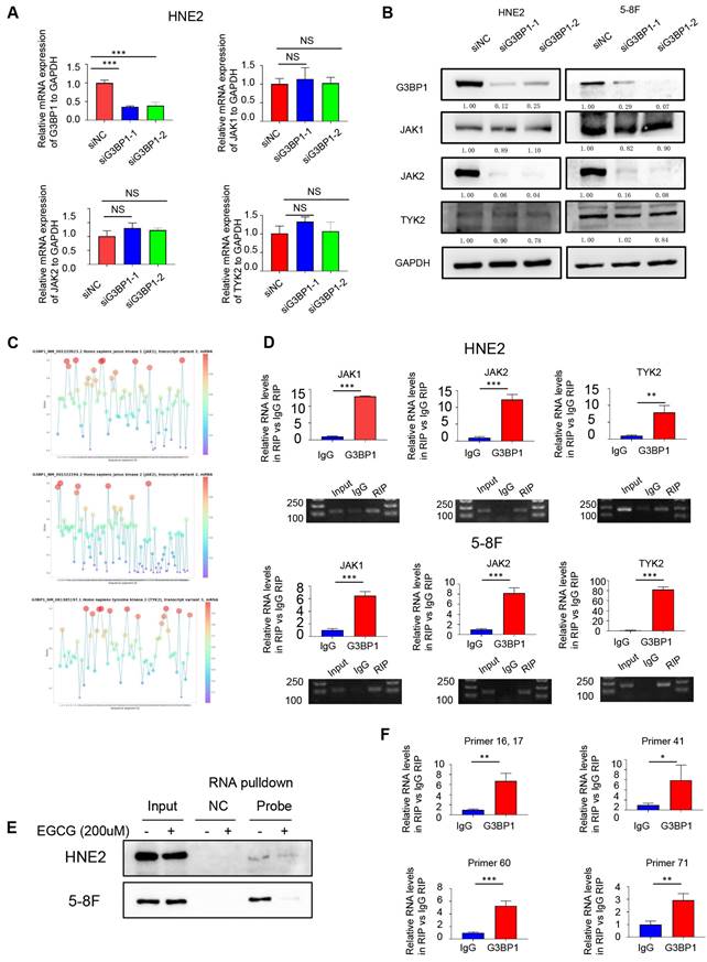 Int J Biol Sci Image