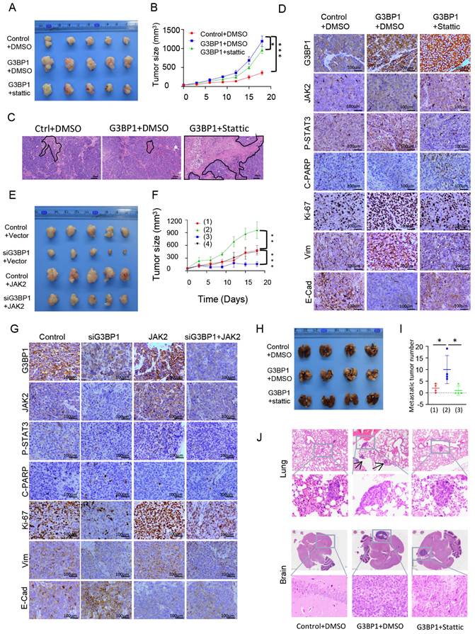 Int J Biol Sci Image