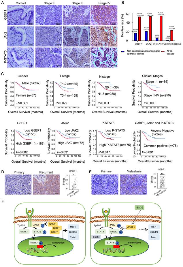 Int J Biol Sci Image