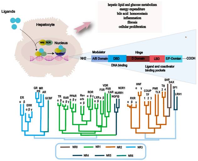 Int J Biol Sci Image