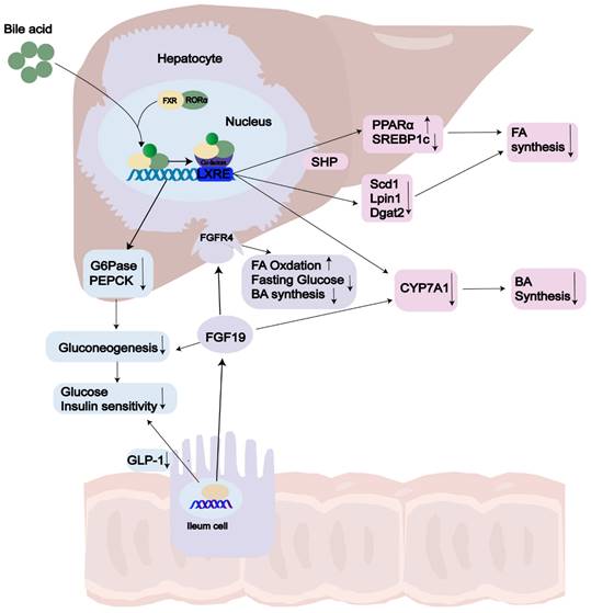 Int J Biol Sci Image