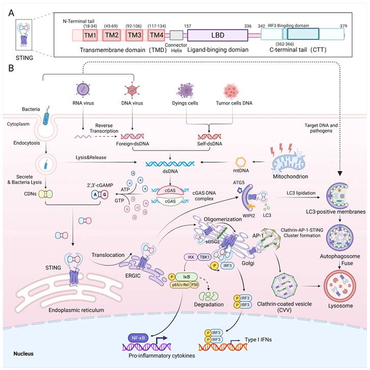 Int J Biol Sci Image