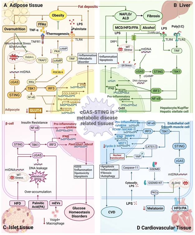 Int J Biol Sci Image