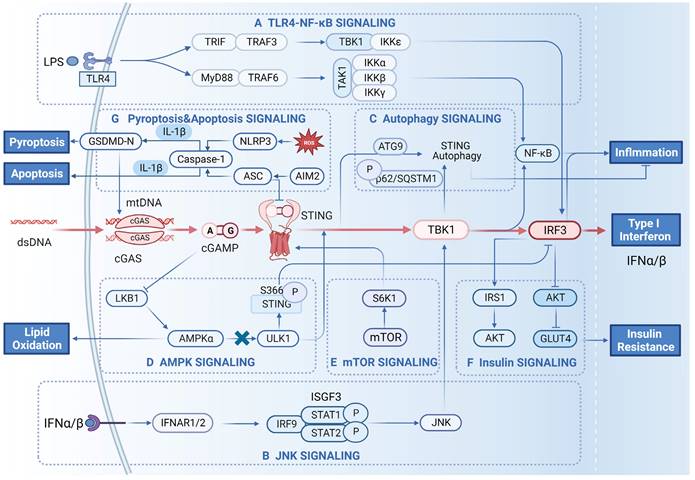 Int J Biol Sci Image